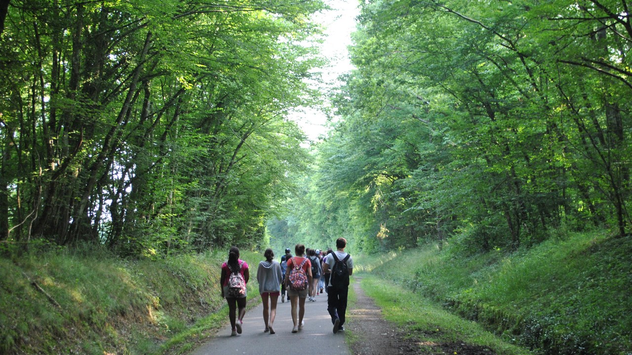 Personas caminando por el sendero del bosque. ¿Qué es el sínodo de la sinodalidad?